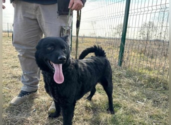 Negro, geb. 01.05.2021, 52 cm, möchte endlich von seinen Menschen entdeckt werden
