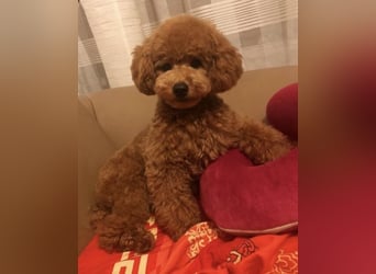 Rot Toypudel sucht neues Zuhause