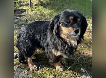 Jopi eine kleine Lady