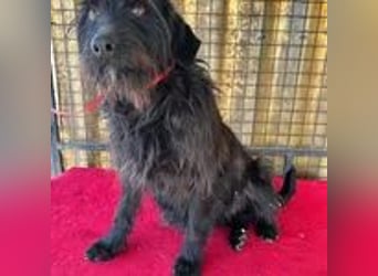 Maya, Schnauzer-Mix, Hündin, geb. 14.10.2020, ca. 42 cm, ca. 12 kg