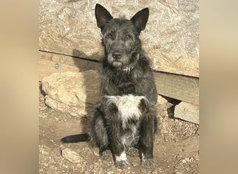 ❤️ außergewöhnliche Schönheit KORMA - 9,5 Jahre, 46cm/20kg - SchnauzerMix