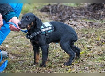 Bibi-SI, kleine Welpin sucht liebe Familie