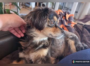 Jena, kleine Zaubermaus sucht ihr Zuhause
