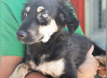 Liberotto: süßer Fratz sucht Kuschelplatz