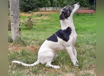 Zazu, kleiner Kerl mit großen Potential