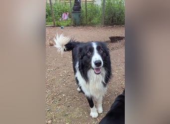 Poncho sucht sein Zuhause für immer