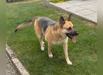 Gipsy wartet in 73460 Hüttlingen auf Besuch