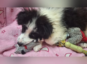 Kleine Lola sucht ein Zuhause