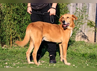 Mr John, Mix Labrador / Rafeiro Alentejano, lieb und verträglich