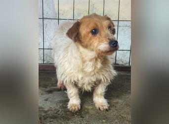 Hatchi LM - Skeptischer Gefährte mit neugierigem Herzen