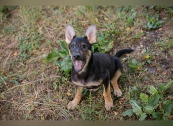 Silny: Hundekind sucht ein Zuhause