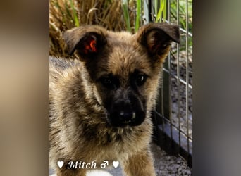 Vier wunderschöne Schäferhundmischlinge suchen ein Zuhause