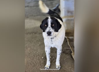 Mila, bereits auf PS in DE, sucht Traumzuhause!