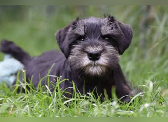 Zwergschnauzer Welpe schwarz silber  darf sofort ins neue Zuhause