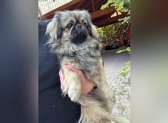 Odett, 1 Jahr, 25cm sucht ihre Leute