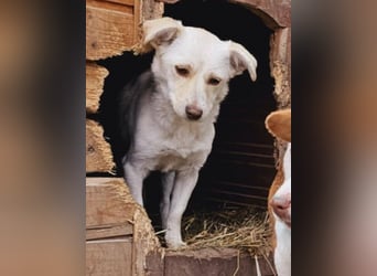 Kleine Prinzessin *ANNA* sucht Familienanschluß