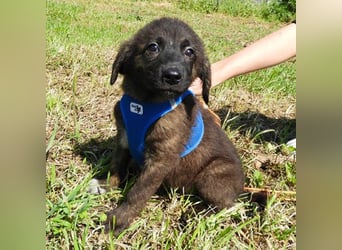 Benny sucht ein Zuhause