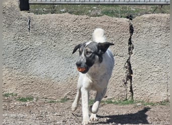 Griechische Schmusekönigin sucht ihr Reich zum Ankommen