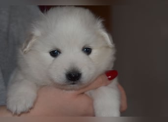 Japan Spitz Welpe
