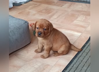 Labrador Retriever Welpen Foxred und Dark Foxred