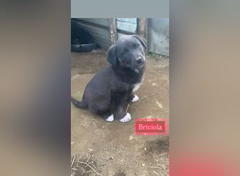 Briciola sucht ihr Zuhause