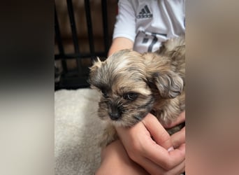 Maltipoo - Welpen - Rüden und Hündin