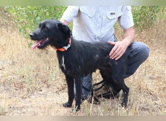 Costa, Mix Schnauzer / Podengo, lieb und sozial
