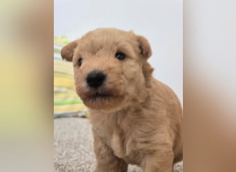 Wunderschöne Lakies (Lakeland Terrier) zu haben in Brno