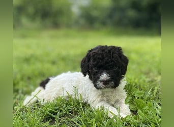 Lagotto Romagnolo, Welpen von ausgezeichneter Qualität
