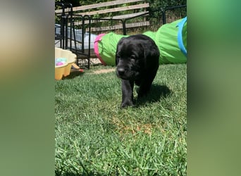 Reinrassige Labrador Welpen m.P. aus liebevoller Zucht