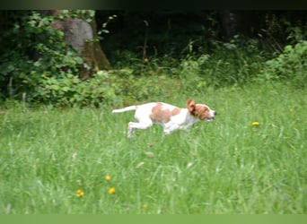 Alard – Irish Red and White Setter Rüde mit Power & Charme
