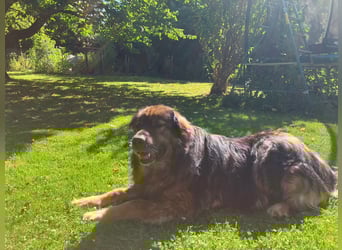 Freundlicher HAGRID-sanft, mit großen Herzen für Menschen will endlich raus aus dem Tierheim