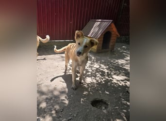 Wasco, 1 , 1/3  jähriger Bub, SH mittelgroß, neugierig, verspielt, aufgeschlossen, sozial)