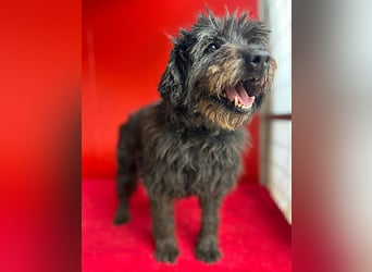 liebenswerte DORKA - 9 Jahre, 38cm/10,5kg - Schnauzer-Mix