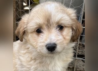 Sammy, geb. ca. 03/2025, lebt in GRIECHENLAND, auf einer privaten Pflegestelle