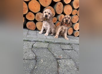 englische Cocker, Spaniel Welpen