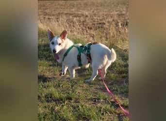 Corgi Mischlings-Rüde Peppi (Strolch) sucht sein Glück