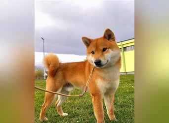 Shiba Inu puppies