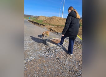 Brutus ein sportlicher verschmuster Malimix