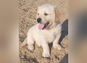 Golden Retriever Welpen/Creme x Dark Golden