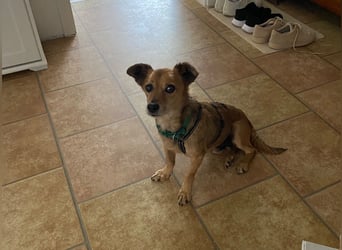 Senior Rudi sucht sein Körbchen