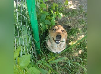 VANISHA sucht ein Zuhause