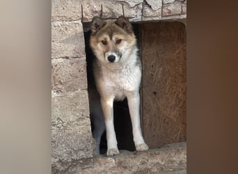 SHIBA, Hündin, 1,5 Jahre, 43cm, Mischling, Tierschutz