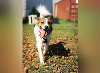 Barney – toller Bub mit viel Potenzial – wartet in PLZ 12683 Berlin-Biesdorf