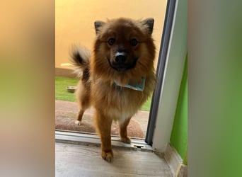 Poldi SR - Sanfter Kuschelfreund sucht ruhiges Zuhause