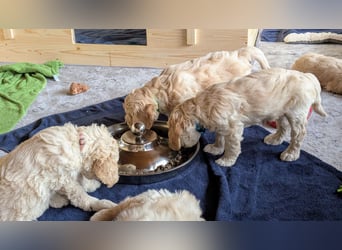 Wunderschöne Goldendoodle-Mix Welpen