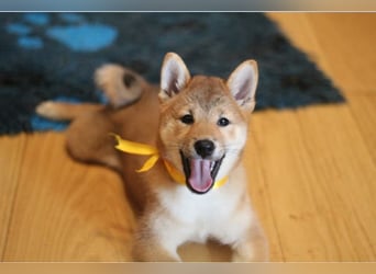 Schöne rote Shiba inu Welpen MEI, MIKA, MASARU mit FCI dokumenten