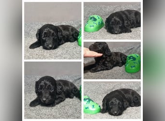 Australiandoodle - Traumwelpen aus langjähriger Familienaufzucht. KEINE Arbeitslinie.