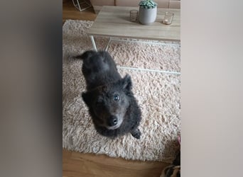 Teddy sucht ihr Happy End (56357 Pohl)
