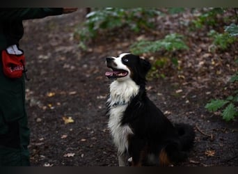 Baily, Mini Aussie, geb. 2023, freundliche Sportskanone
